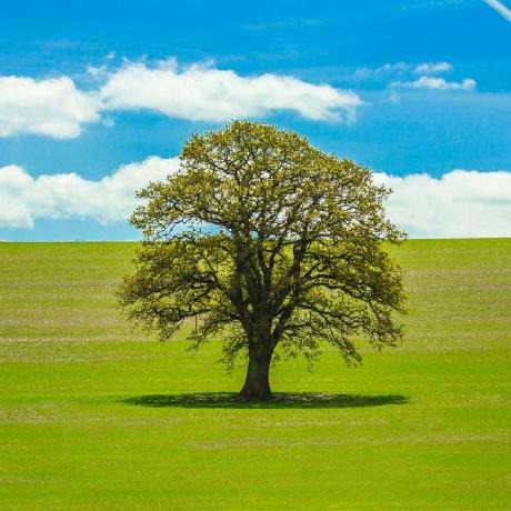 Nexus-Scripture logo