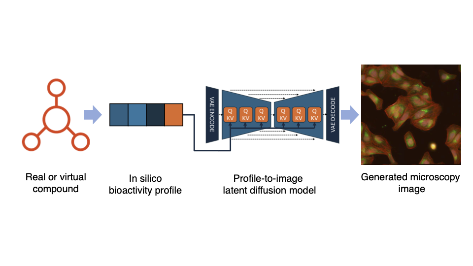 Schematic of pDIFF workflow. Compound profiles are used to condition a latent diffusion model to generate high-content images.