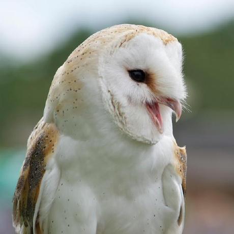 Alžběta Kučerová