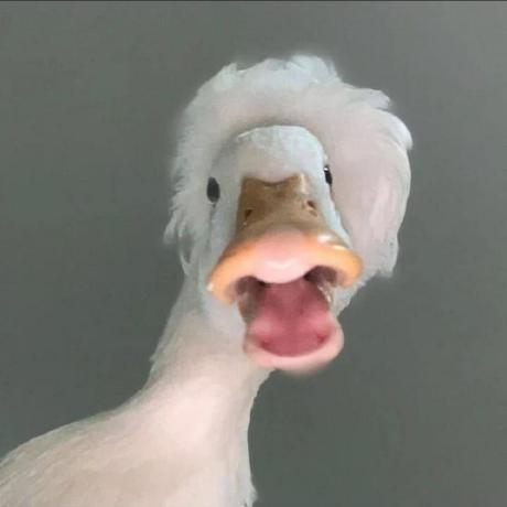 rawnly's profile_pic