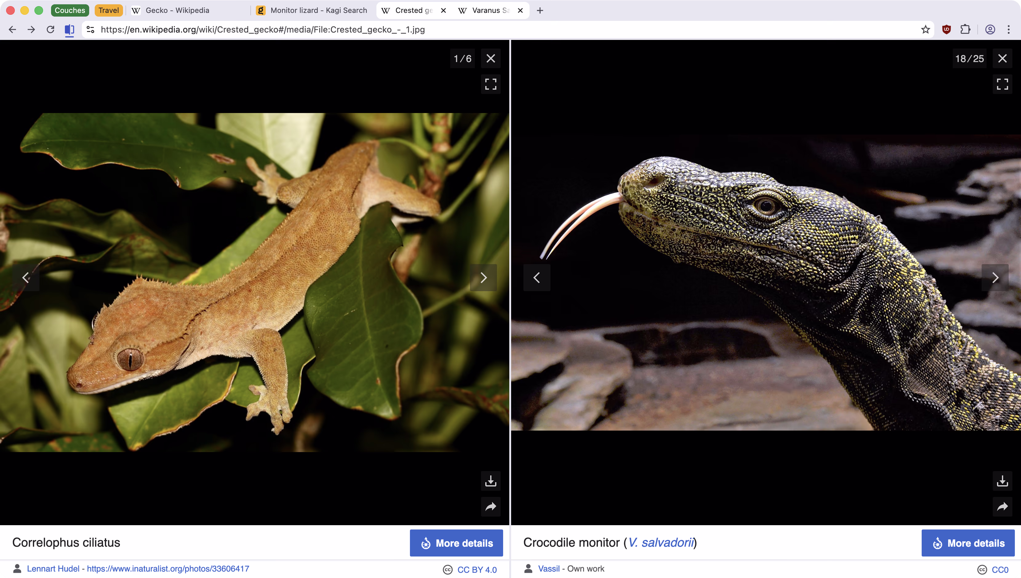 Screenshot of the Helium browser with split view enabled. Left tab shows a photo of a Gecko, and right one shows a photo of a Monitor Lizard. There are tab groups and more tabs seen on top.
