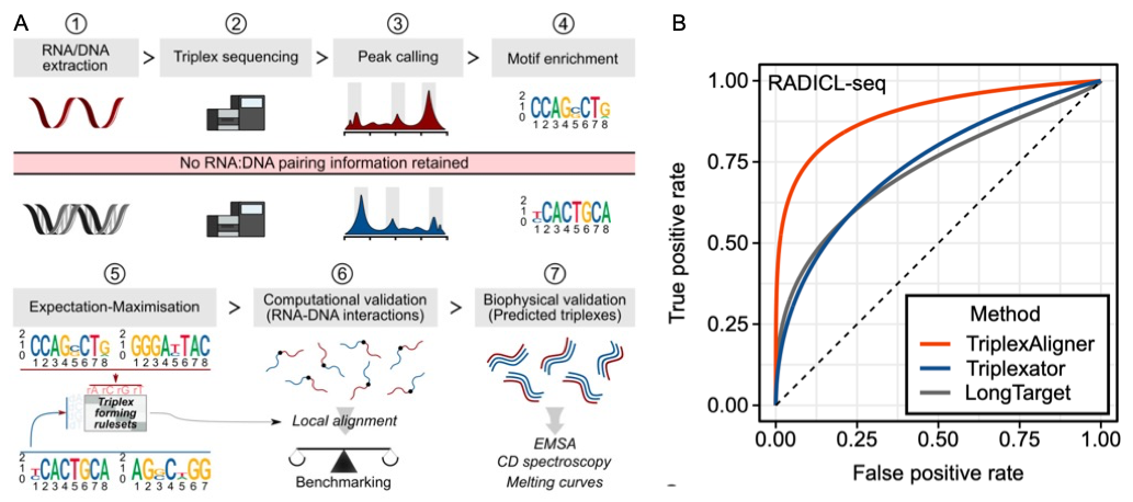 dynamic networks