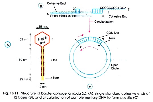 537x360 Phage Lambda Morphology, Life Cycle And Genetic Map
