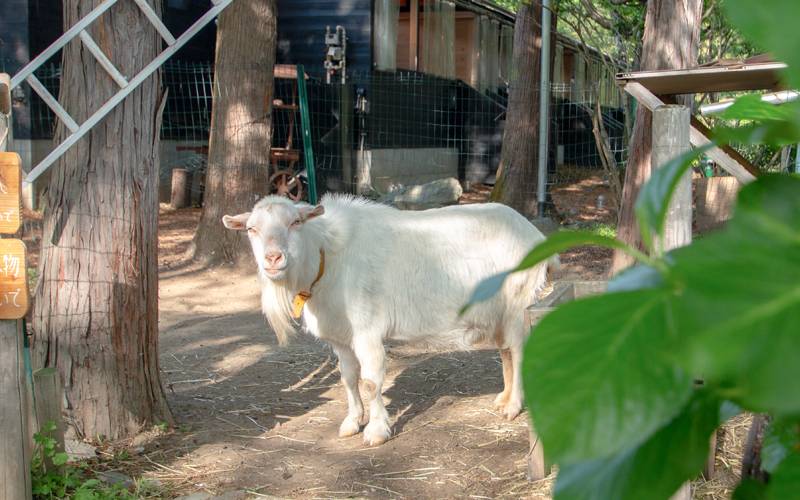 生き物との触れ合い