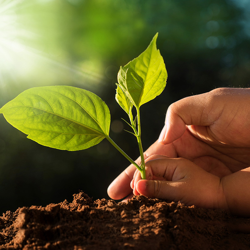 photo of a small child and parent planting a seedling