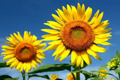 交際6ヶ月で成婚のOさん&Kさん