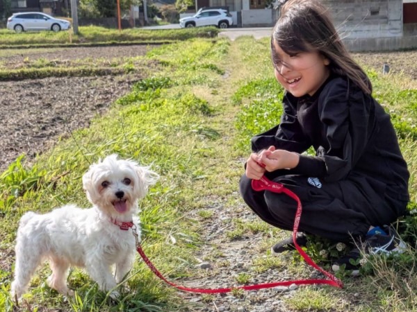 まるちゃん / マルチーズ / 5歳