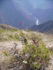 The Andes, an example of a region with highly varied terrain, low climate-change velocity, and high concentrations of endemic species. Credit: Dennis Pedersen The Andes, an example of a region with highly varied terrain, low climate-change velocity, and high concentrations of endemic species. Credit: Dennis Pedersen